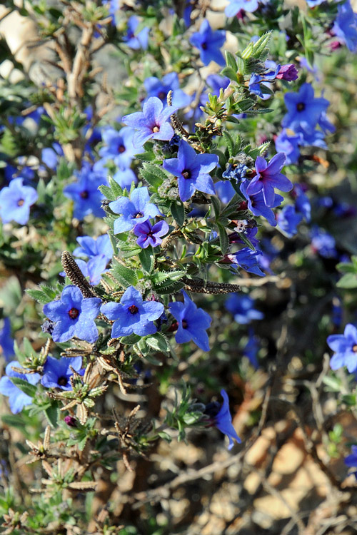 Lithodora fruticosa (L.) Griseb