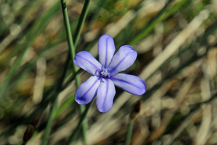 Aphyllanthes monspeliensis / Ventaglina di Montpellier