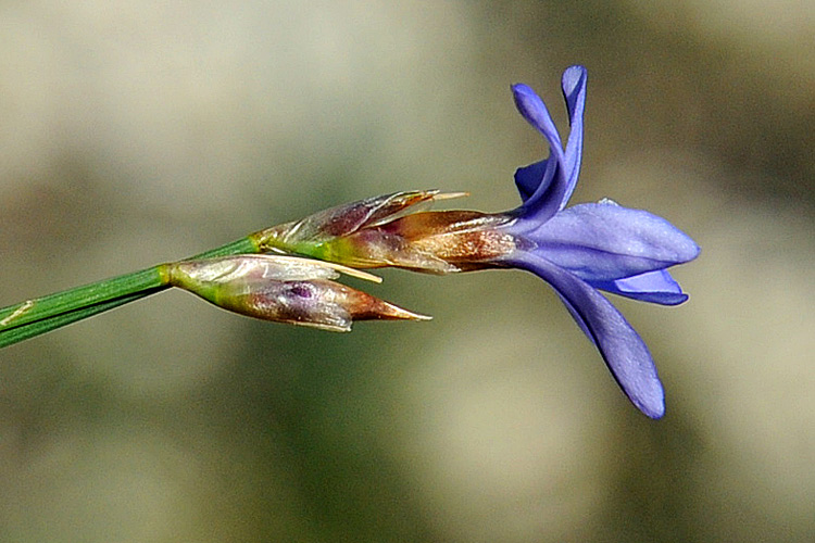 Aphyllanthes monspeliensis / Ventaglina di Montpellier