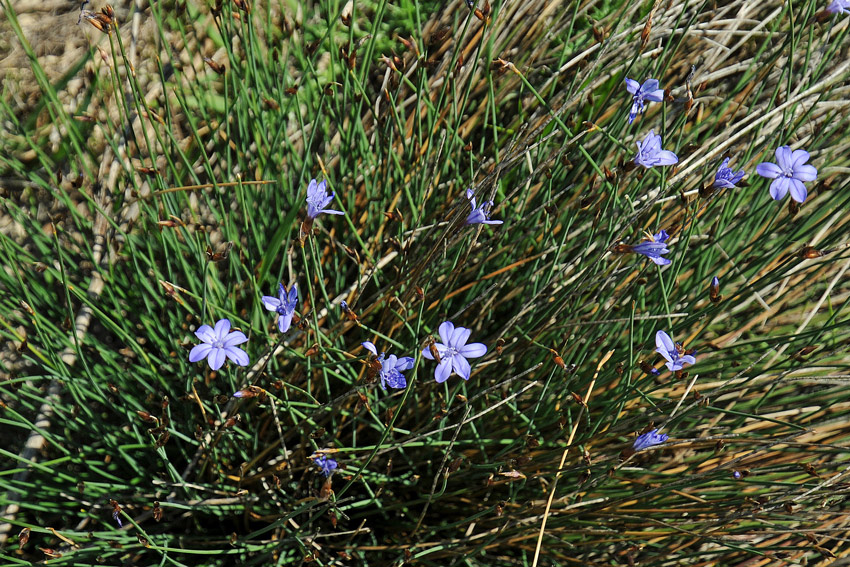 Aphyllanthes monspeliensis / Ventaglina di Montpellier