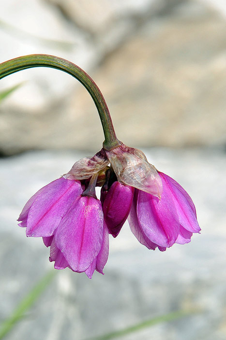 Allium narcissiflorum / Aglio piemontese