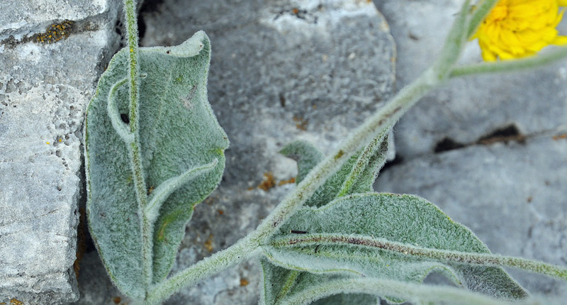 Hieracium tomentosum / Sparviere lanoso