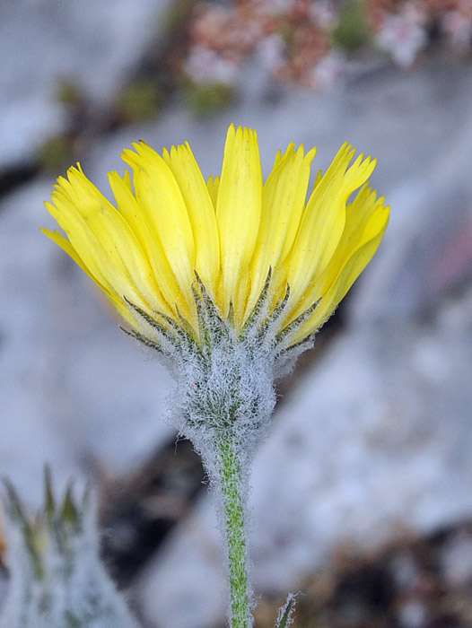 Hieracium tomentosum / Sparviere lanoso