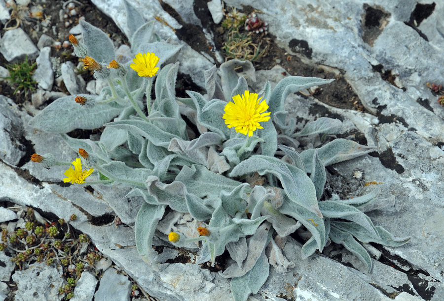 Hieracium tomentosum / Sparviere lanoso