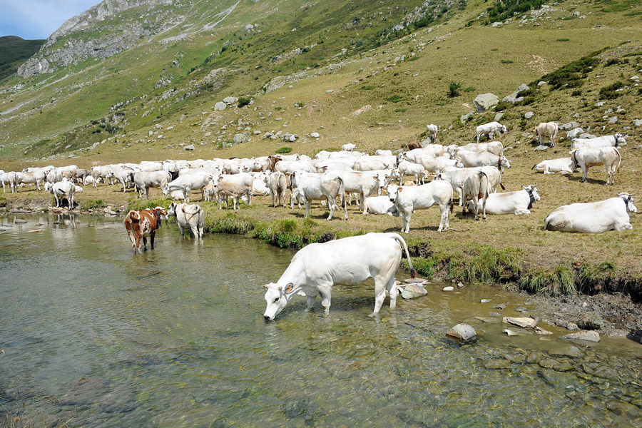 I boschi montani stanno 