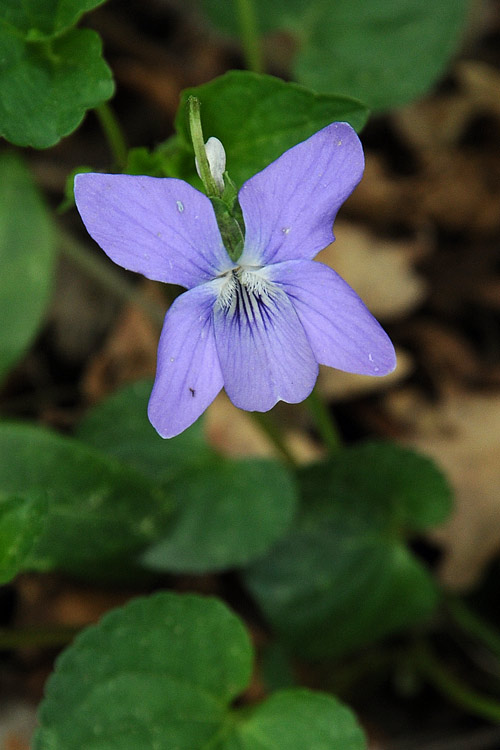 Viola reichenbachiana