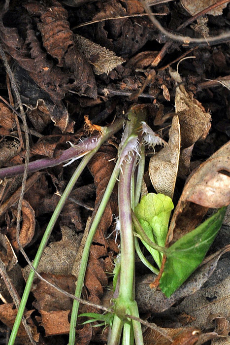 Viola reichenbachiana