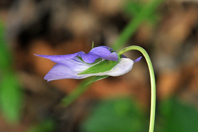 Viola reichenbachiana