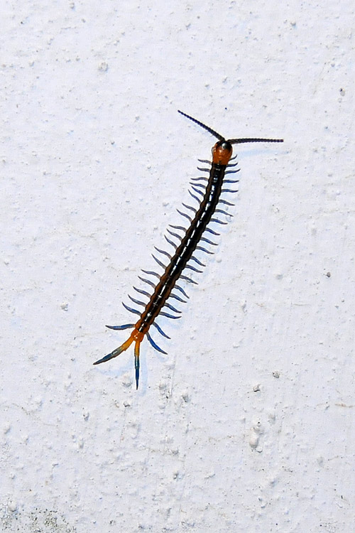 giovane Scolopendra cingulata.