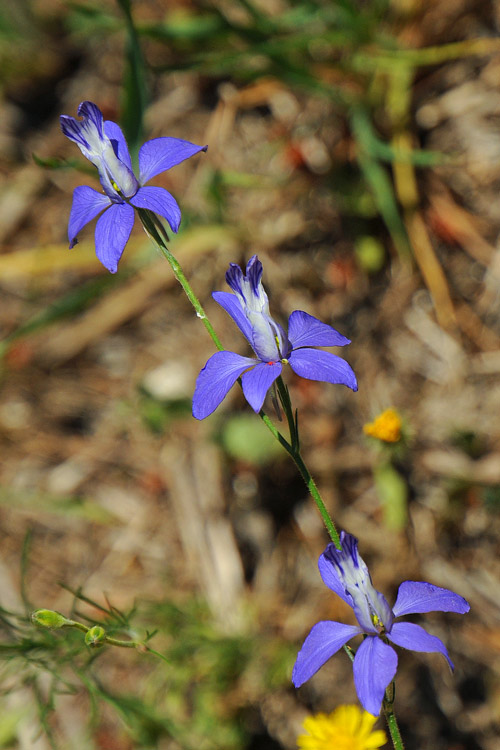 da determinare - cfr. Delphinium consolida