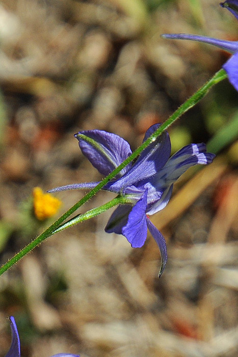 da determinare - cfr. Delphinium consolida