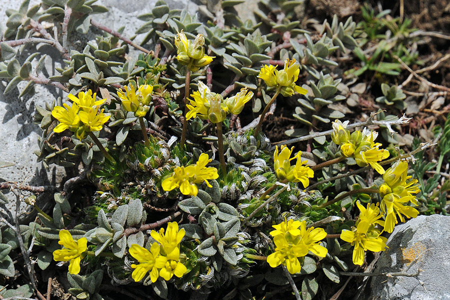 Draba aizoides / Draba aizoide