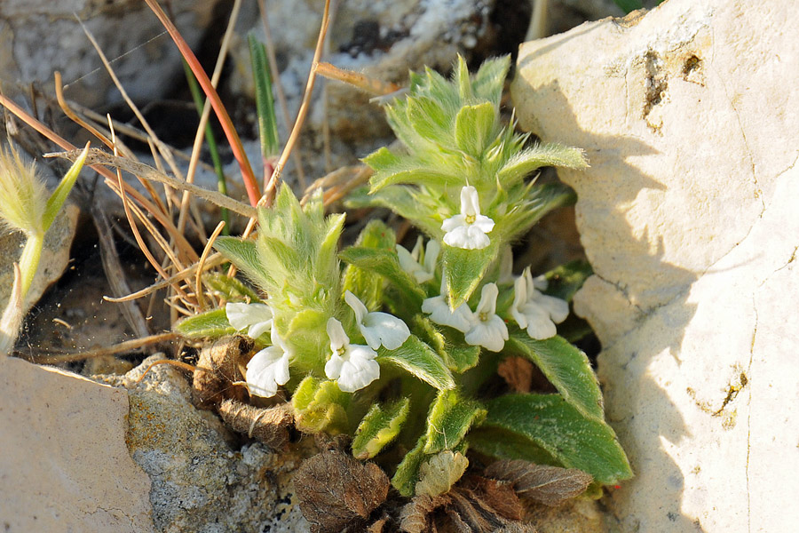 Sideritis romana