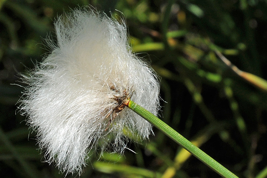 Eriophorum scheuchzeri