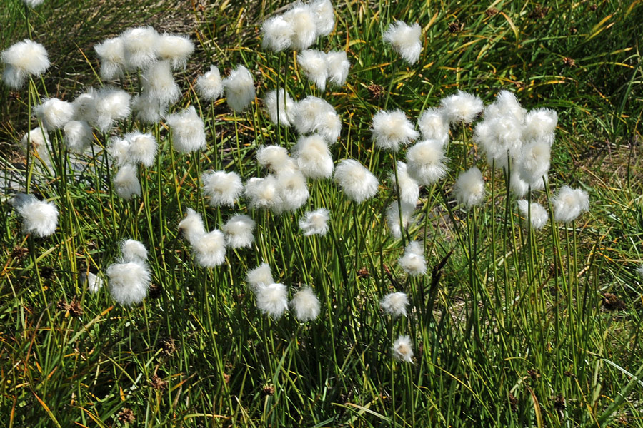 Eriophorum scheuchzeri