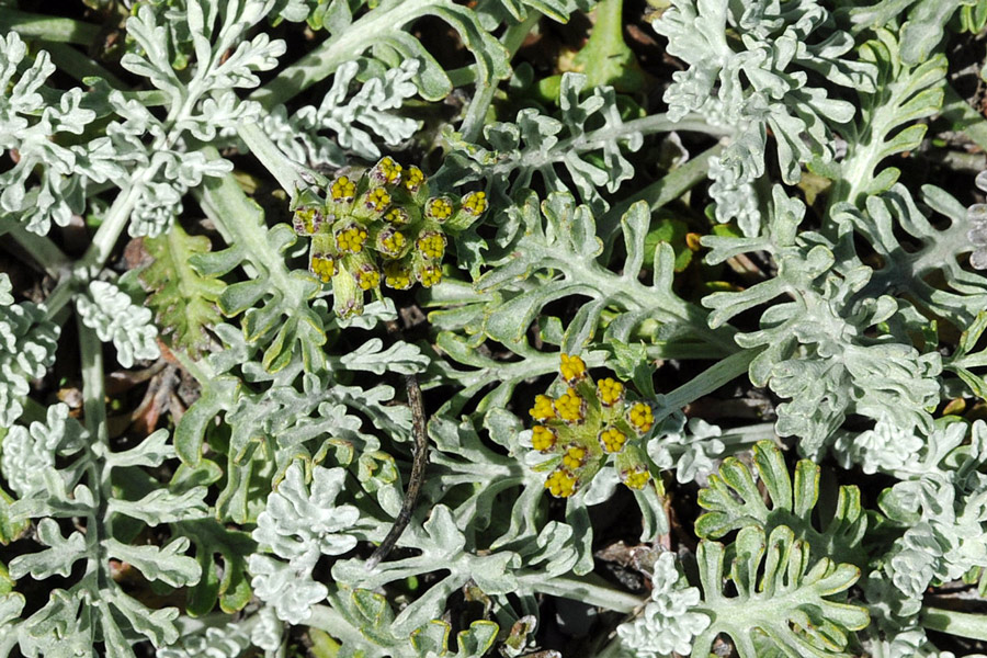 Jacobaea incana subsp. incana ( = Senecio incanus)