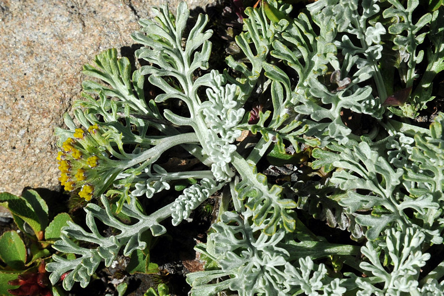 Jacobaea incana subsp. incana ( = Senecio incanus)