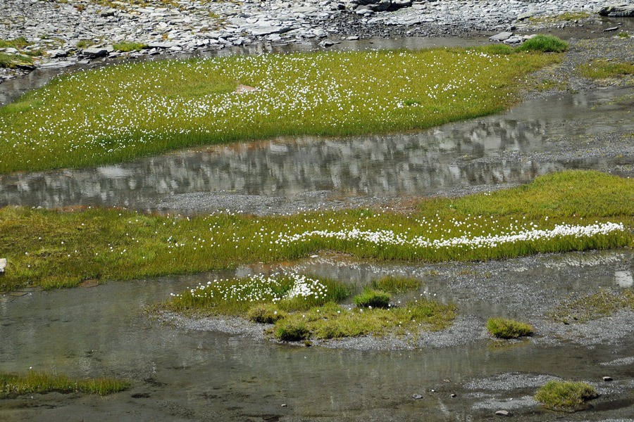 Eriophorum scheuchzeri