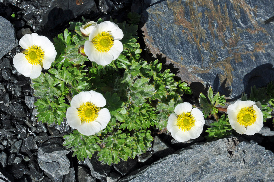 Ranunculus glacialis / Ranuncolo dei ghiacciai