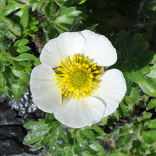 Ranunculus glacialis / Ranuncolo dei ghiacciai