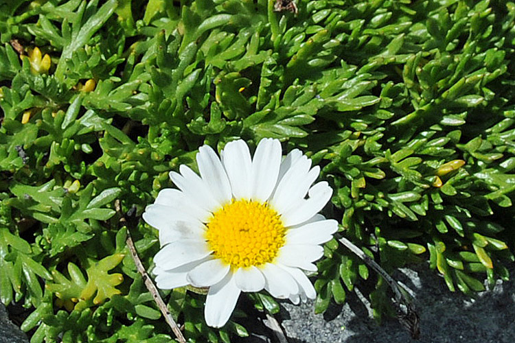 Leucanthemopsis alpina