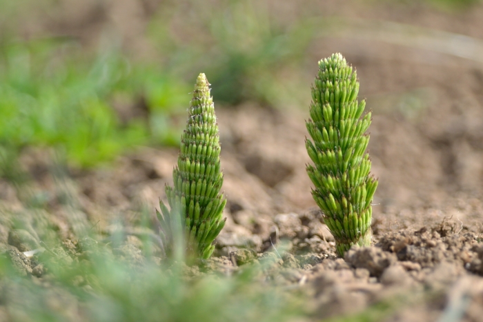 Equisetum sp.