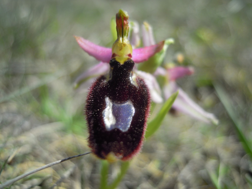 Orchidee Istria da identificare