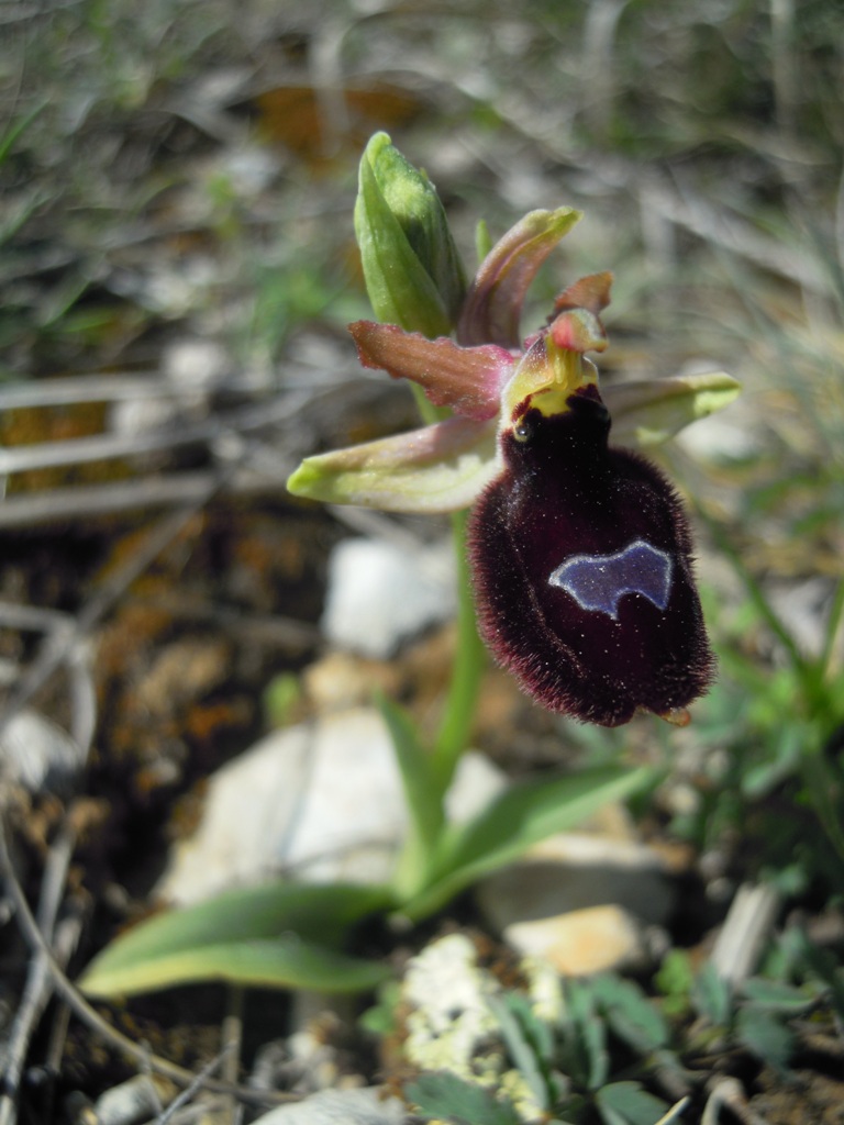 Orchidee Istria da identificare