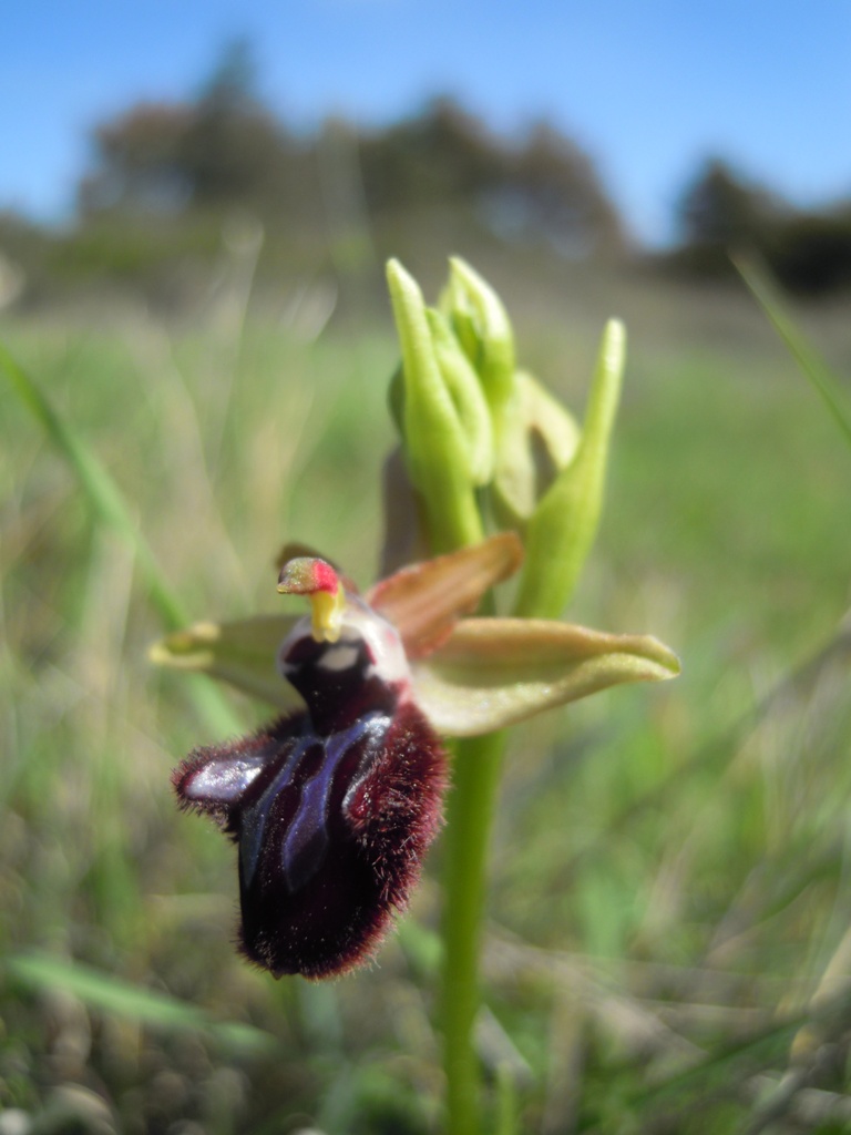 Orchidee Istria da identificare