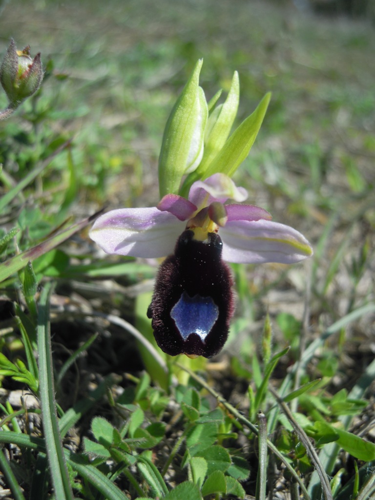 Orchidee Istria da identificare