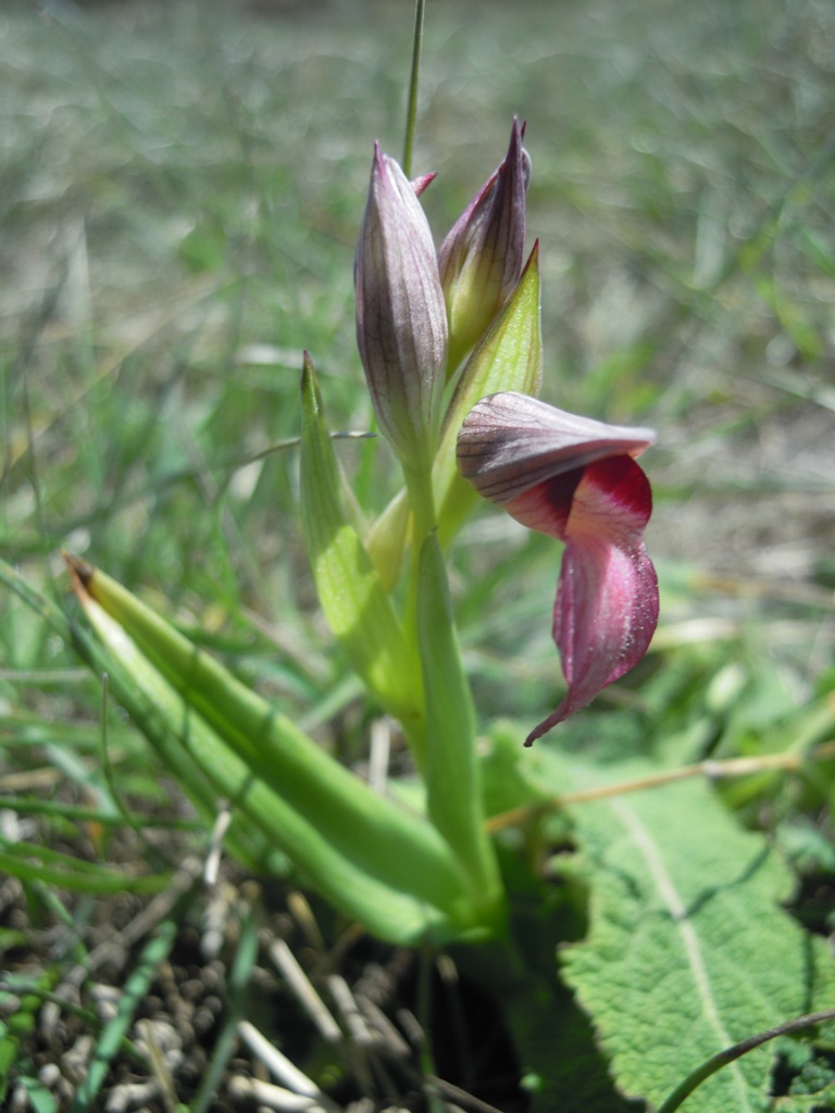 Orchidee Istria da identificare