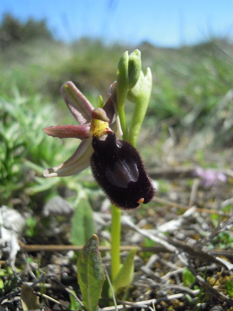 Orchidee Istria da identificare