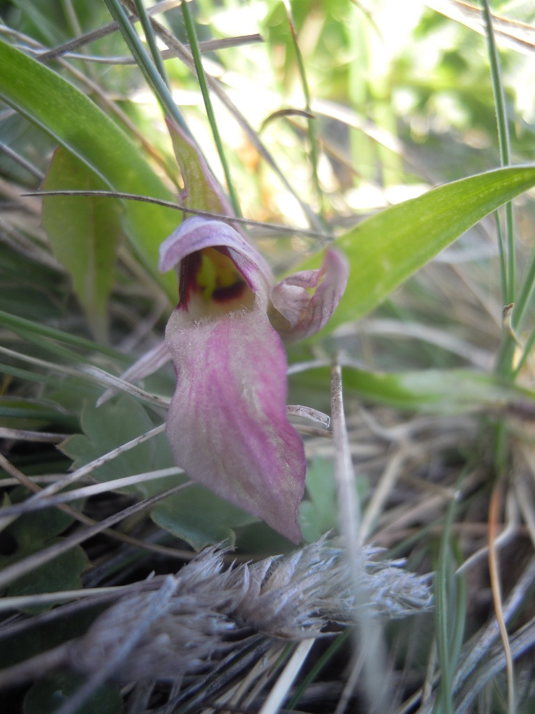 Orchidee Istria da identificare