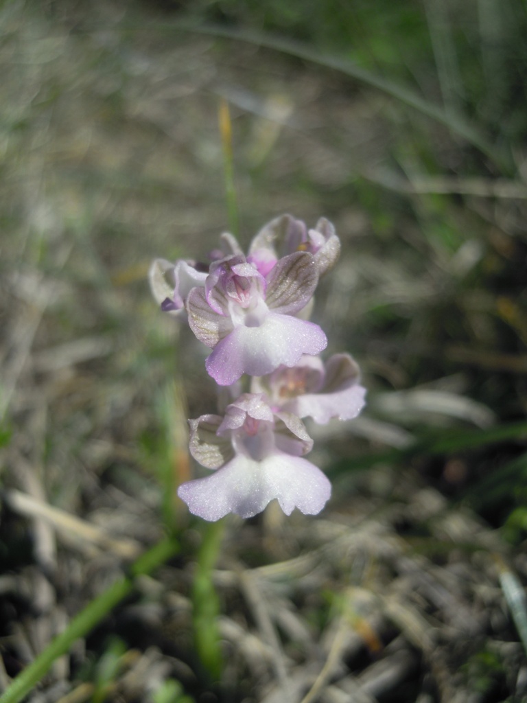 Orchidee Istria da identificare