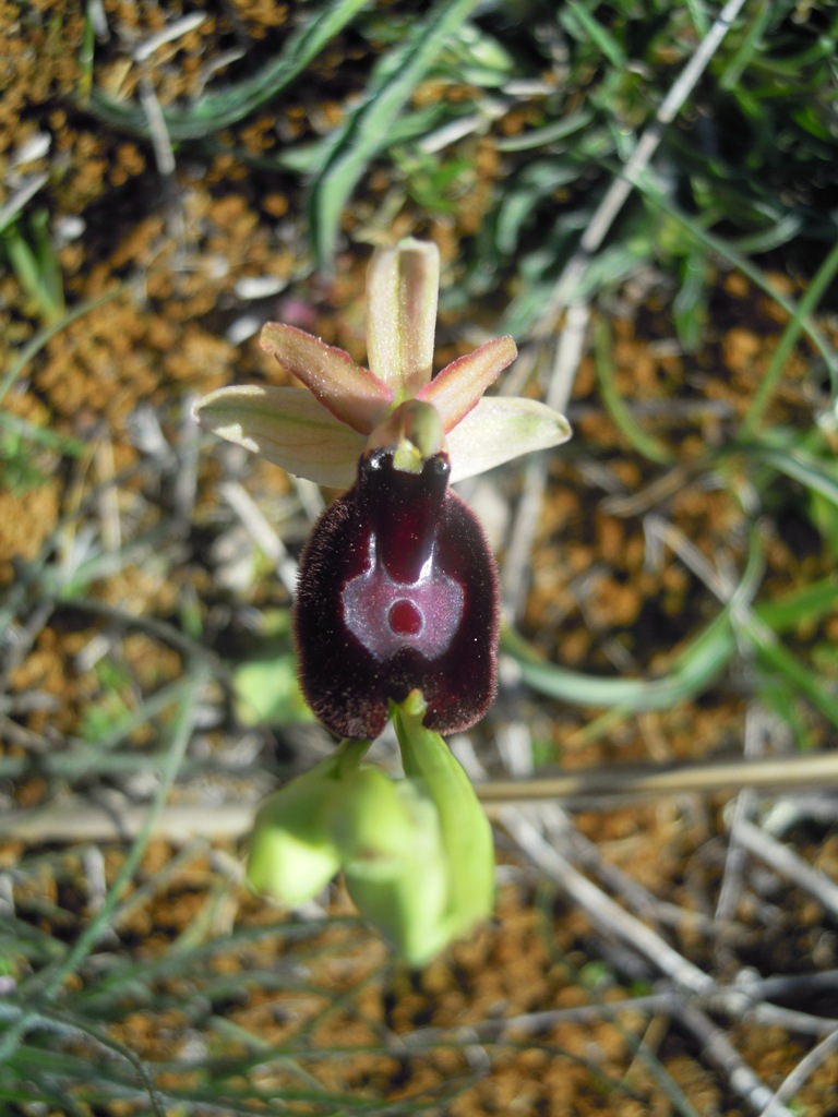 Orchidee Istria da identificare