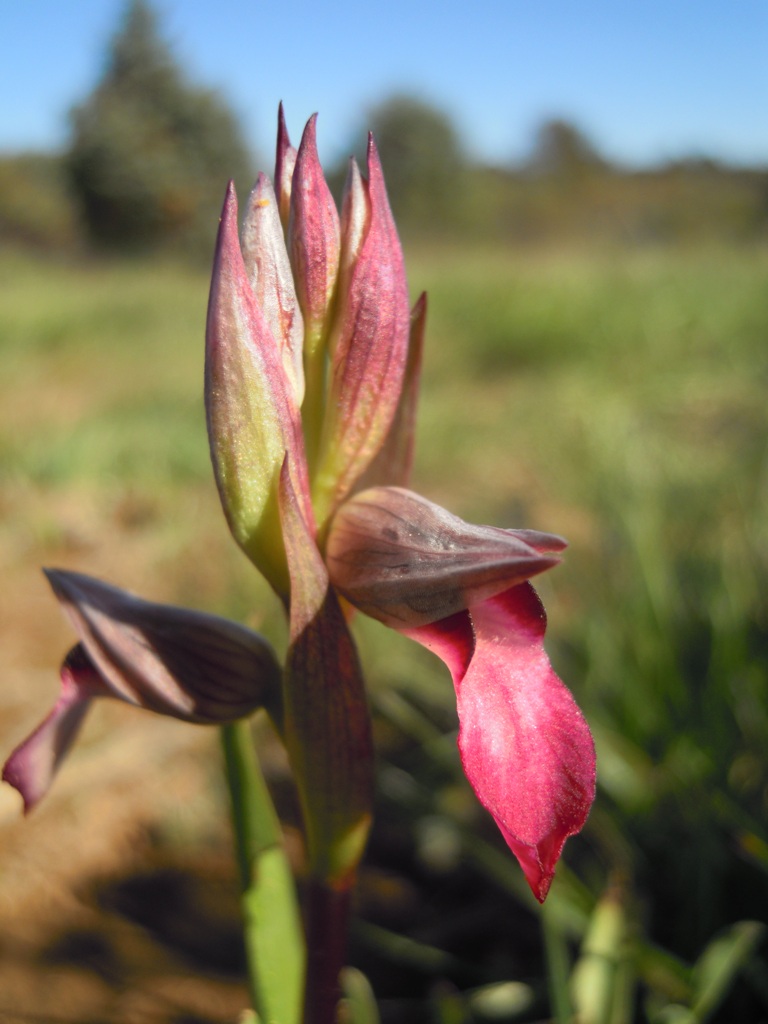 Orchidee Istria da identificare