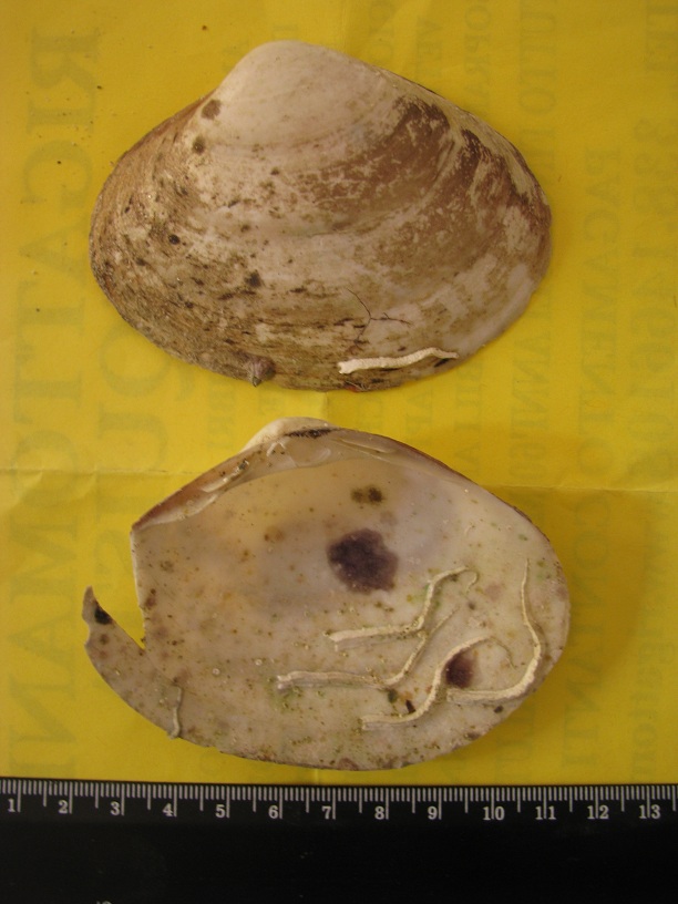 Bivalve trovato in Egeo