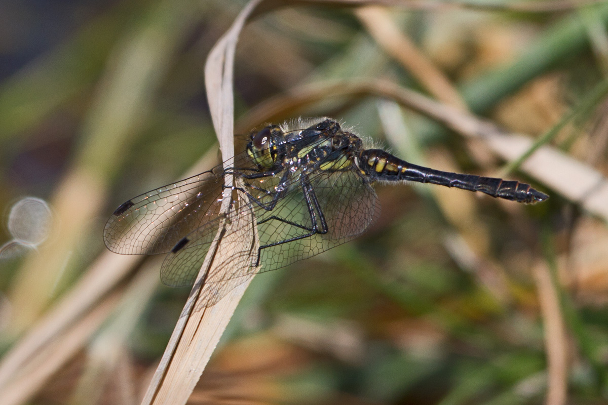 Sympetrum danae!!