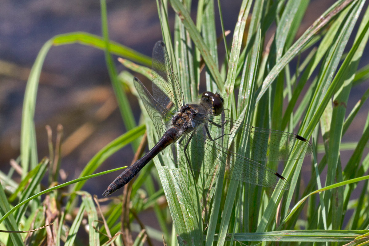 Sympetrum danae!!