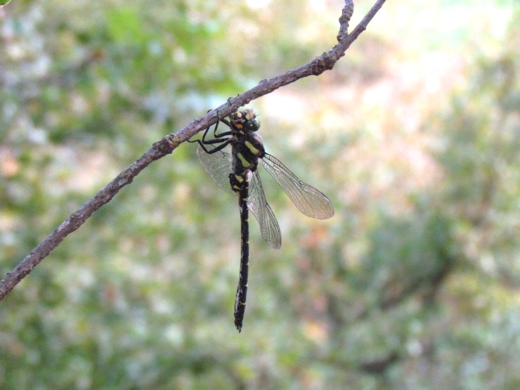 Cordulegaster bidentata