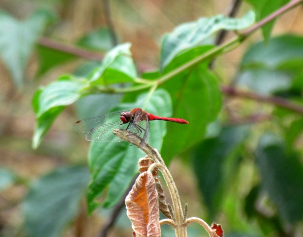 Sympetrum sanguineum