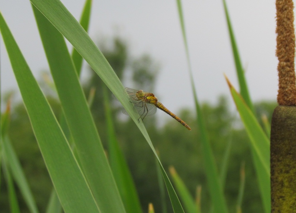 Sympetrum sanguineum