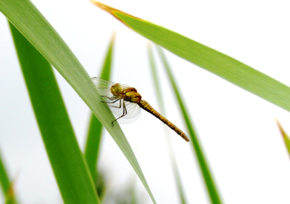 Sympetrum sanguineum