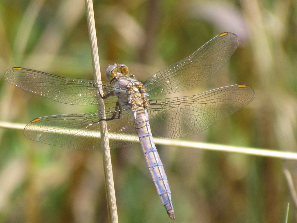 Orthetrum sp - Orthetrum brunneum (Maschio imm.)