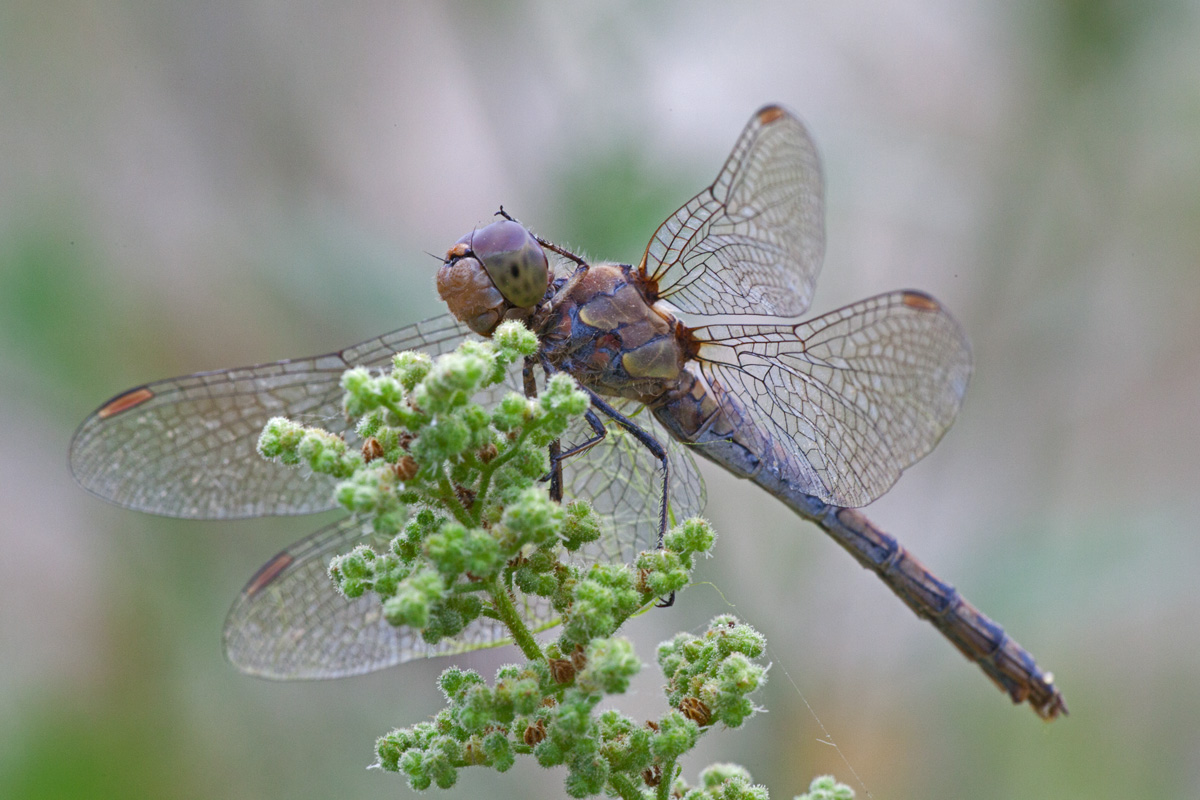 Sympetrum striolatum