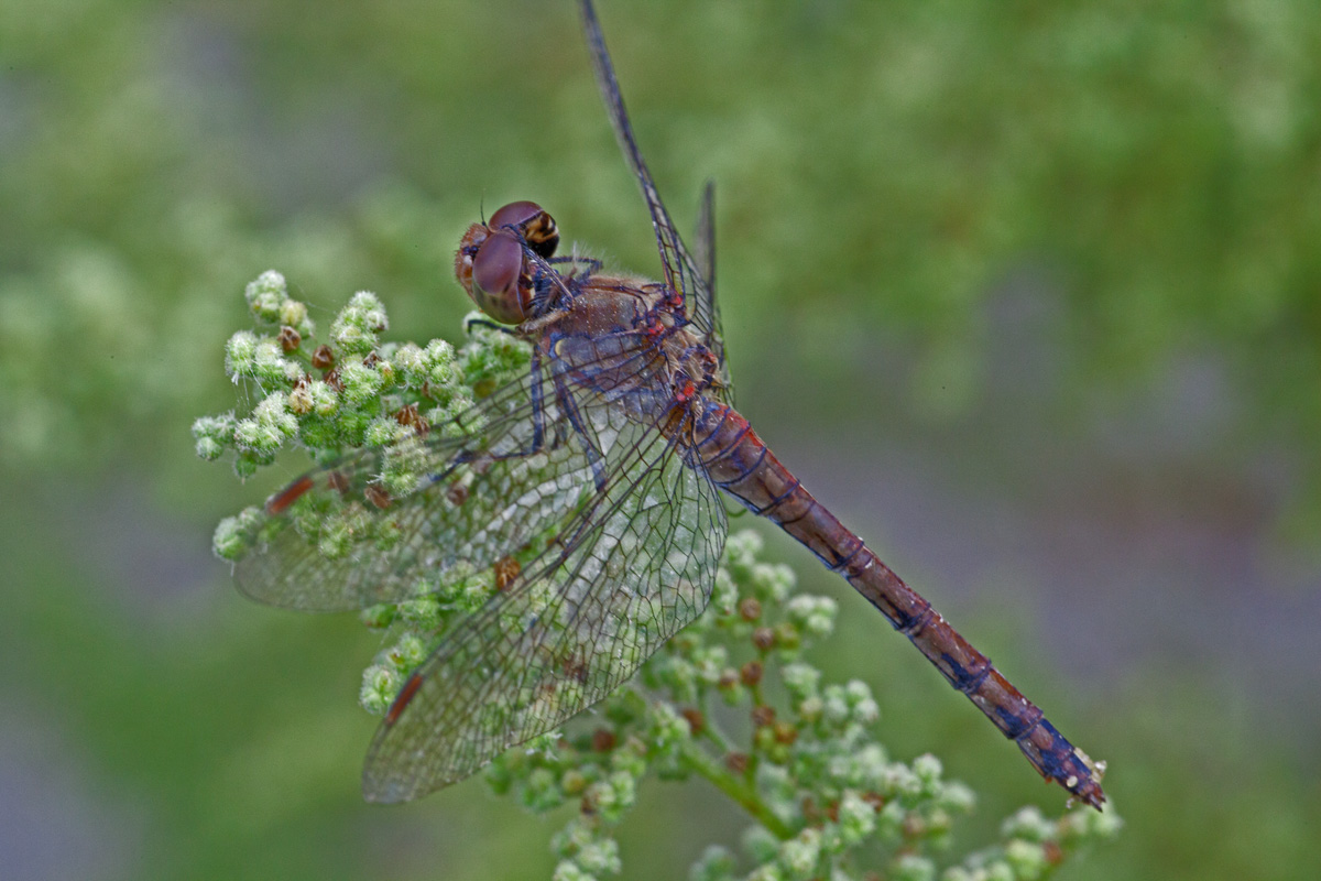 Sympetrum striolatum