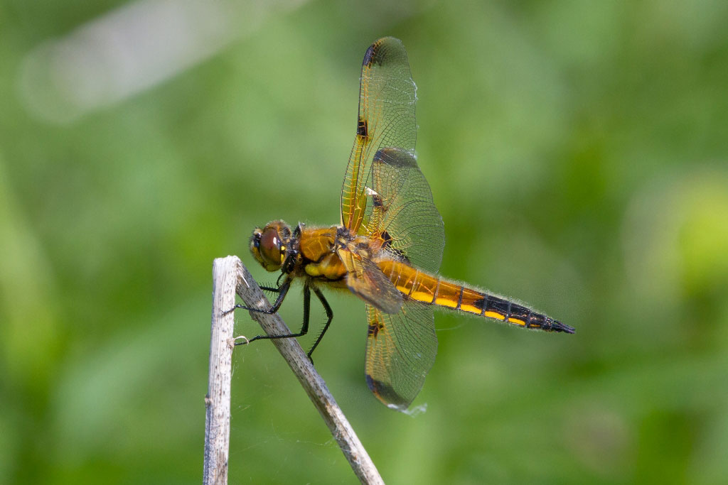 Libellula quadrimaculata