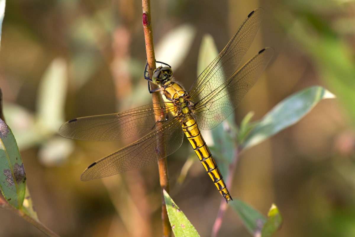 Orthetrum cancellatum f ?