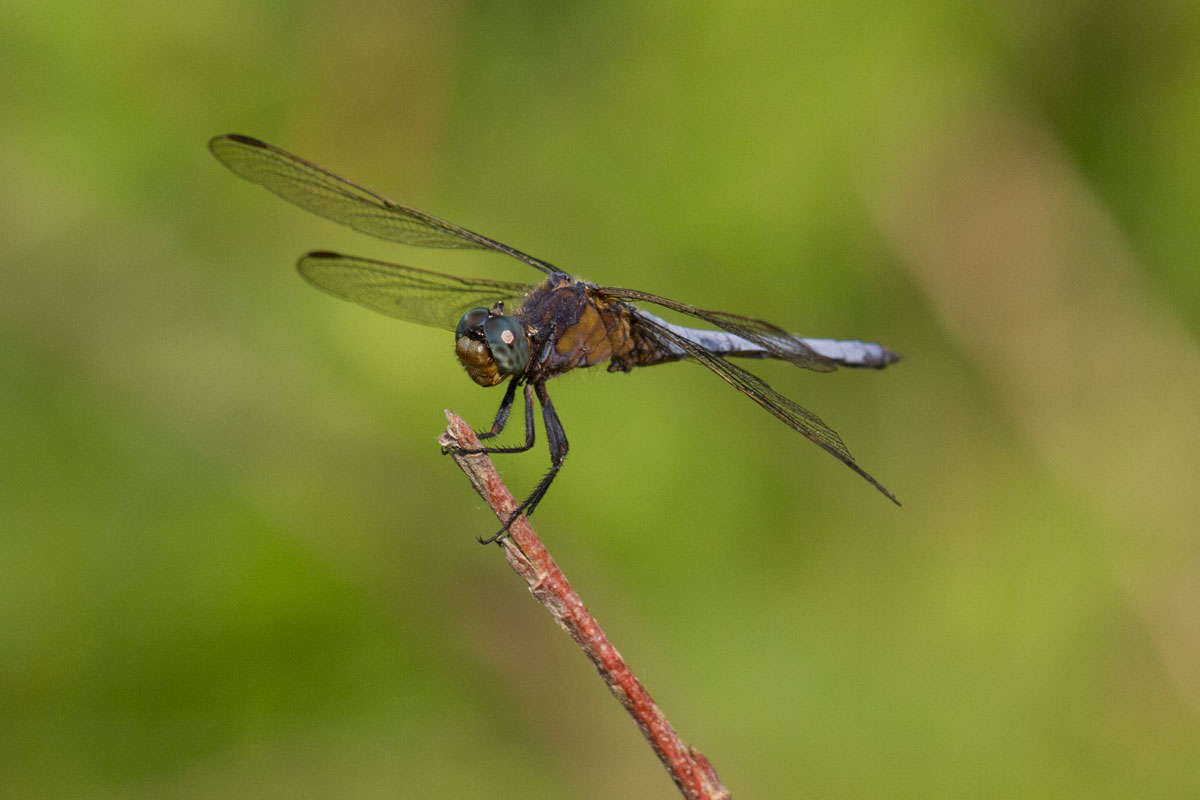 Orthetrum coerulescens?