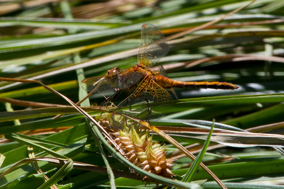 Sympetrum ......